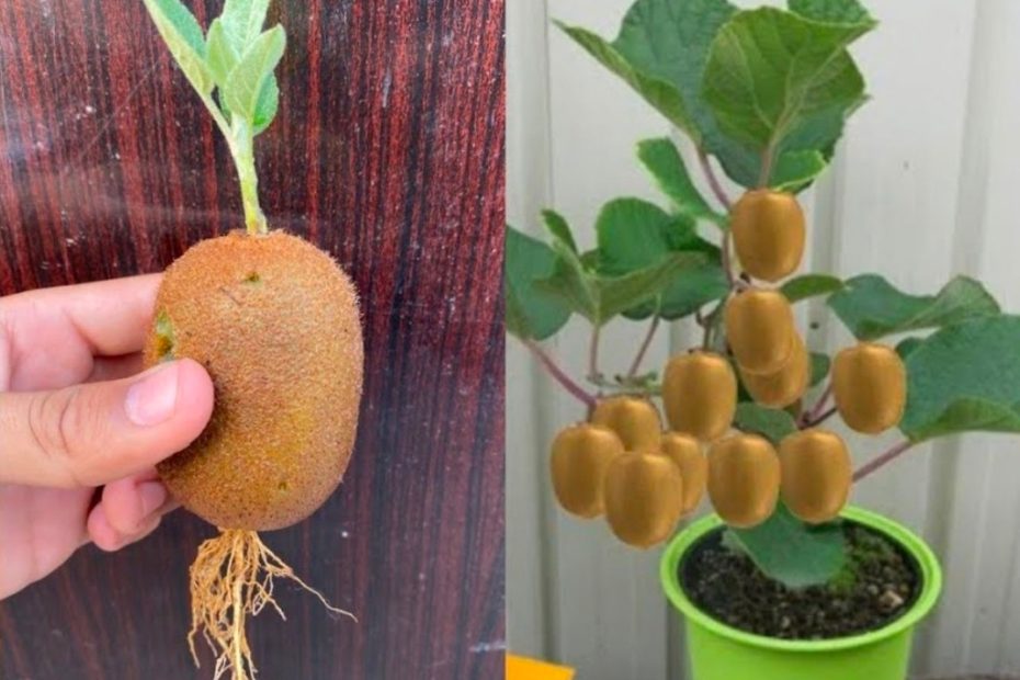 Descubra o segredo de plantar kiwi sem casa para tê-lo infinitamente.