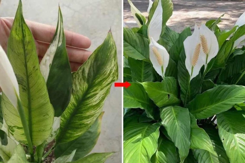 Como estimular o crescimento do lírio-da-paz assim ele crescerá saudável e cheio de flores